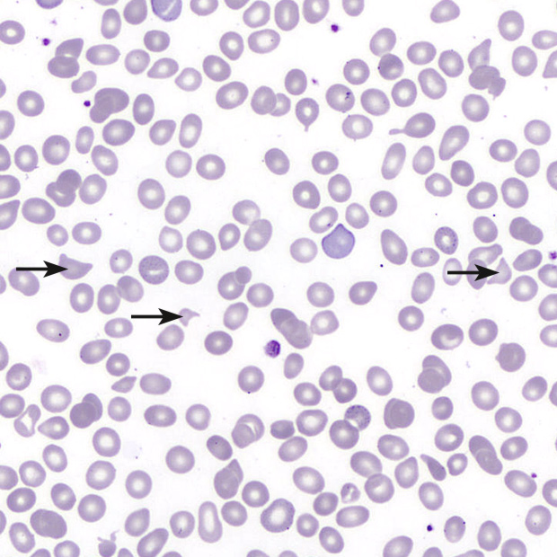 [.CZ-cz Czech Republik (czech)] Microspcope